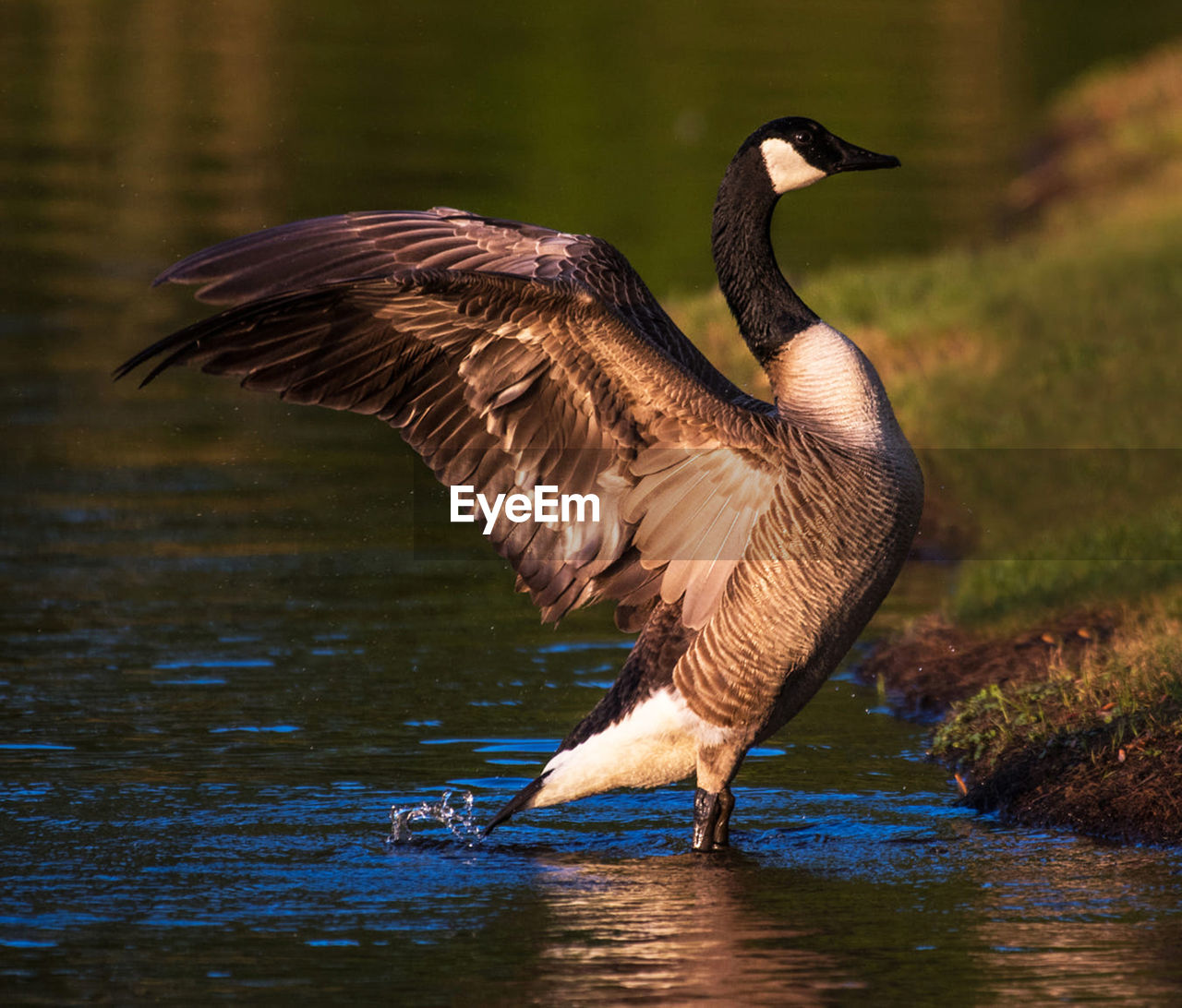 Side view of a bird flying over lake