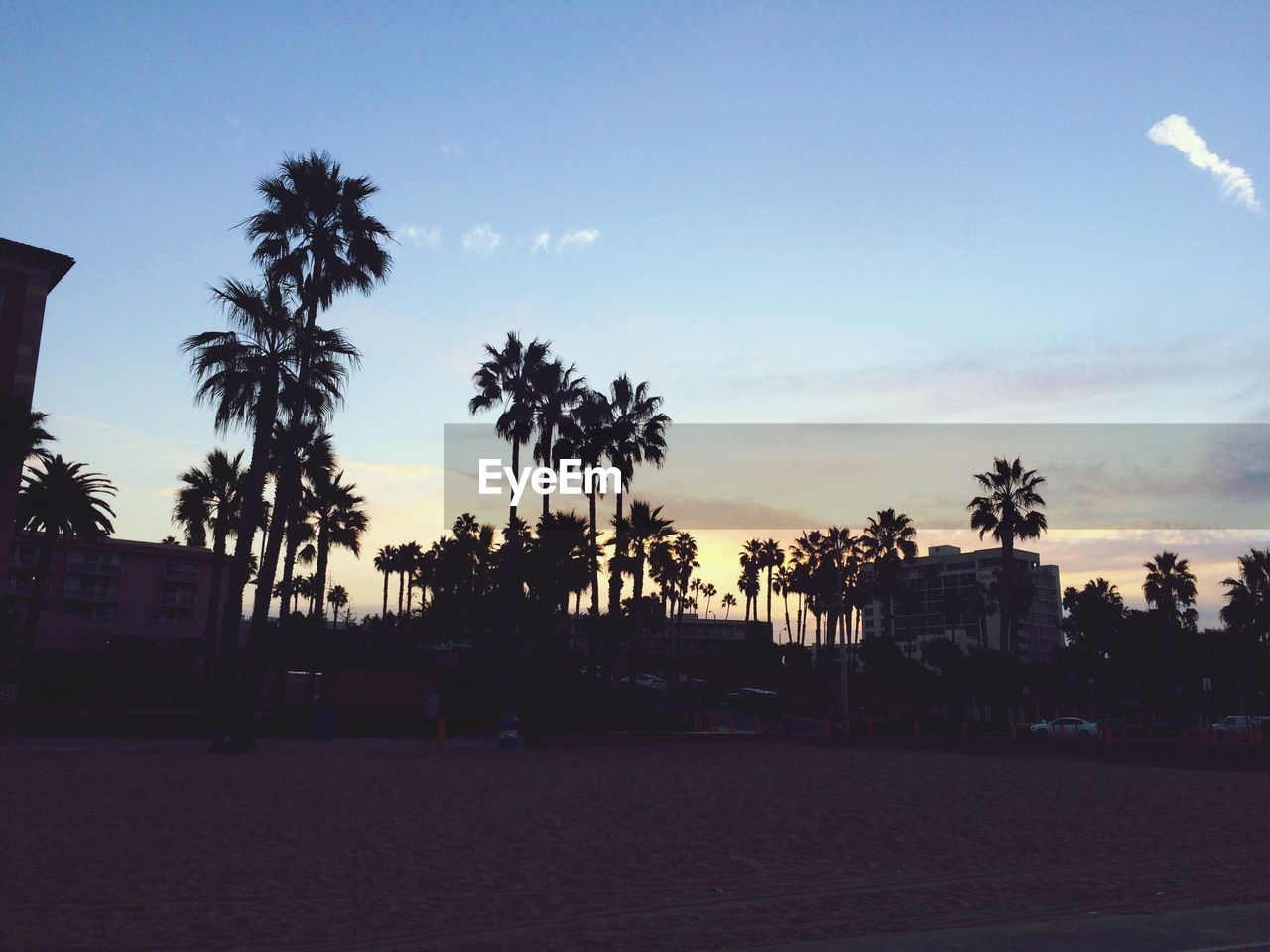 Silhouette palm trees and building against sky