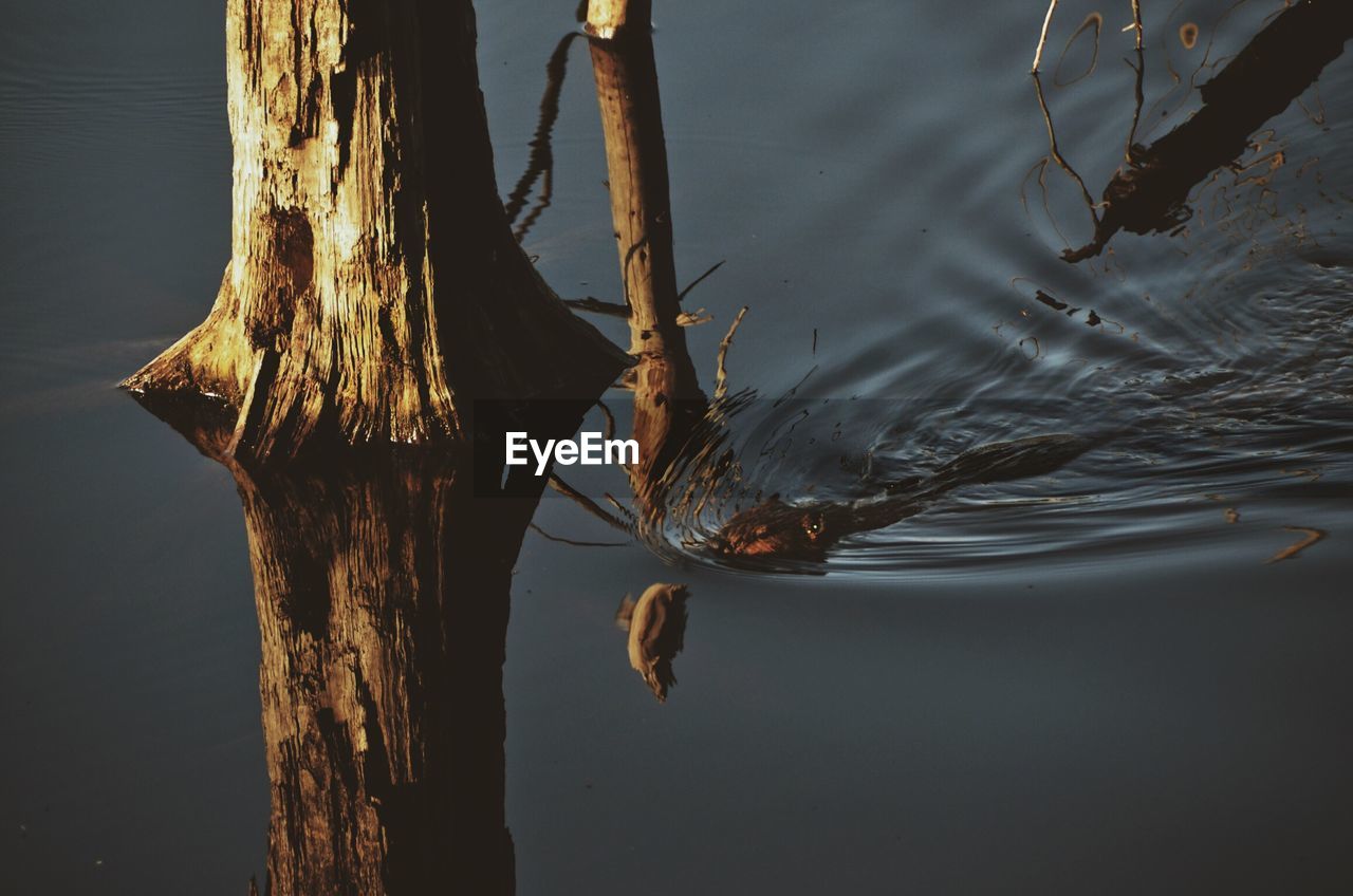 CLOSE-UP OF JELLYFISH IN LAKE