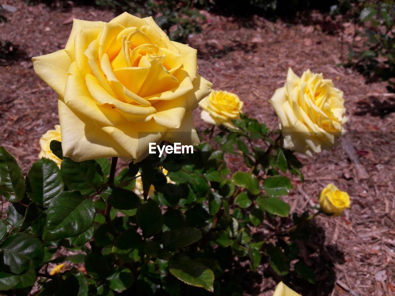 CLOSE-UP OF YELLOW ROSE