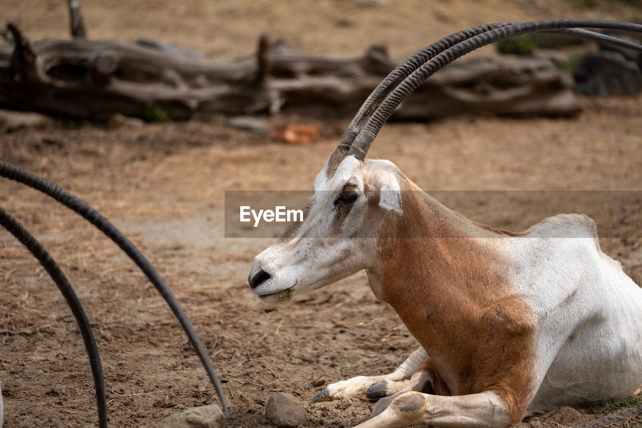 animal, animal themes, mammal, oryx, horn, wildlife, animal wildlife, one animal, antelope, no people, zoo, nature, focus on foreground, domestic animals, horned, day, land, gazelle, springbok, outdoors, gemsbok, side view, field, livestock