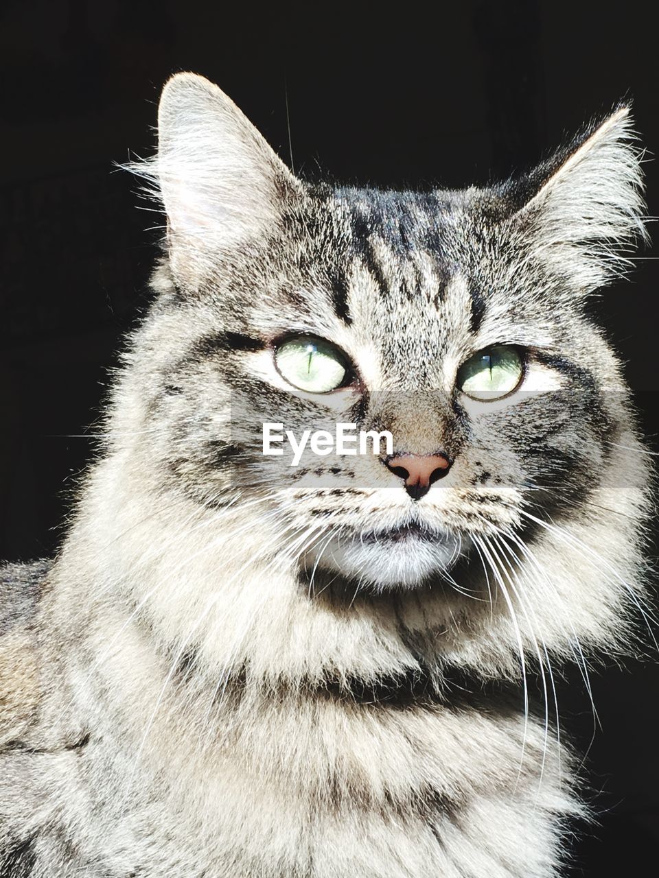 Close-up portrait of cat against black background