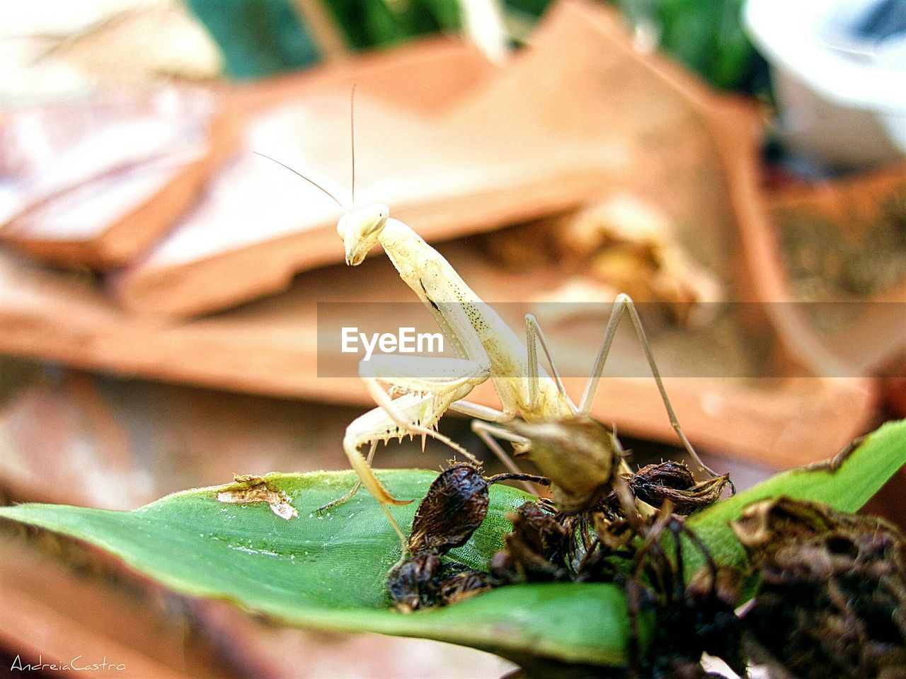 Close-up of mantis on leaf