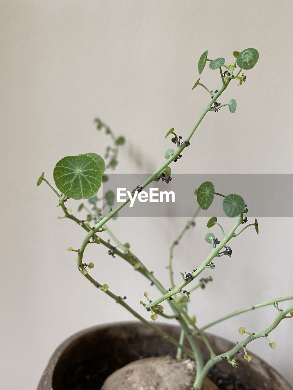 Close-up of plant against white background