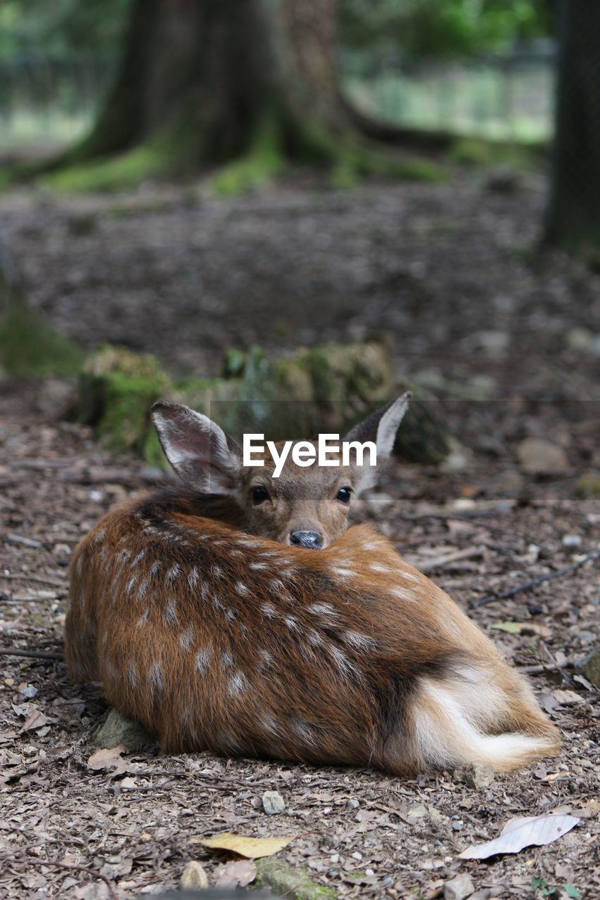 Portrait of deer relaxing on field