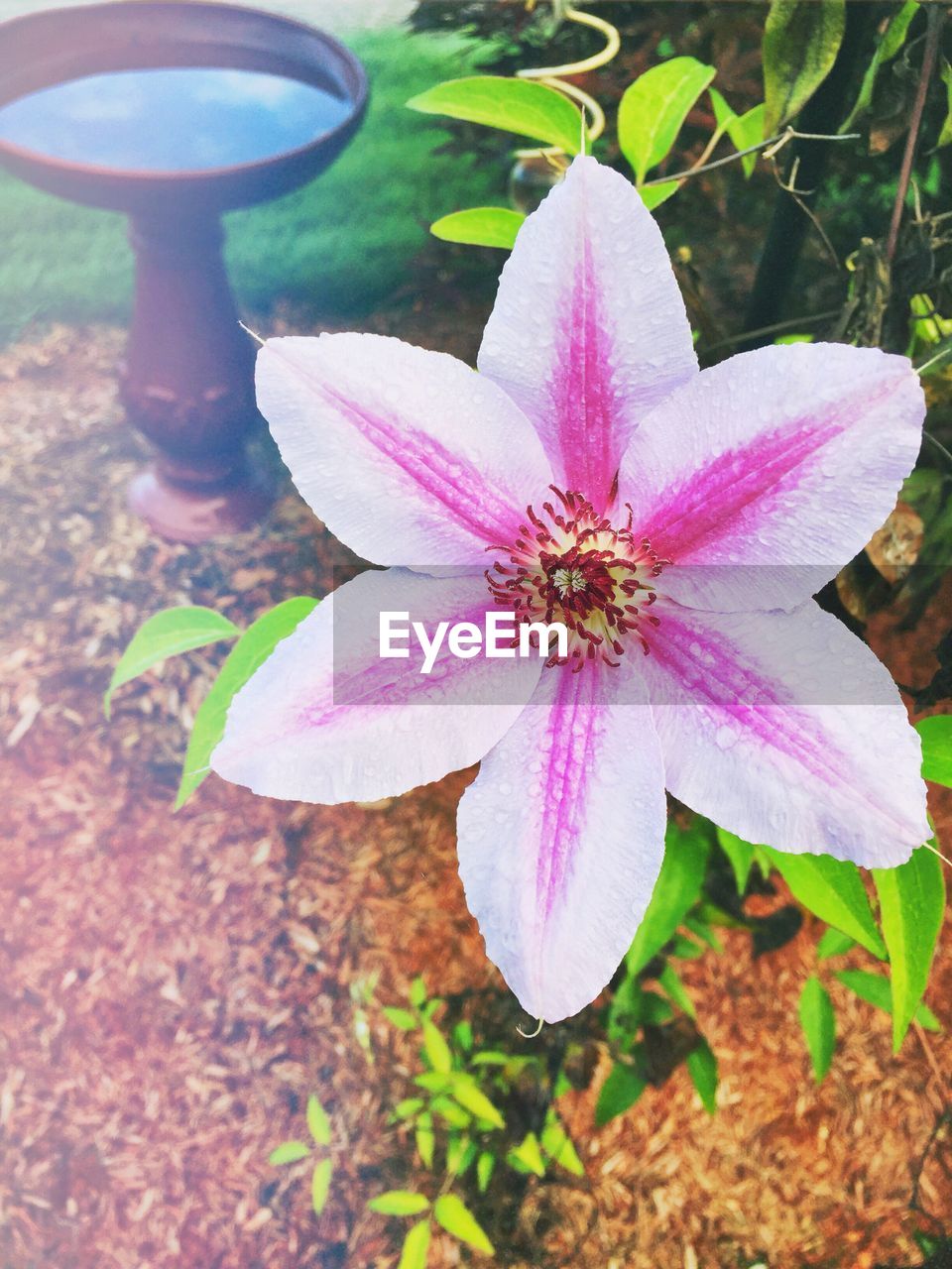 HIGH ANGLE VIEW OF PINK FLOWER