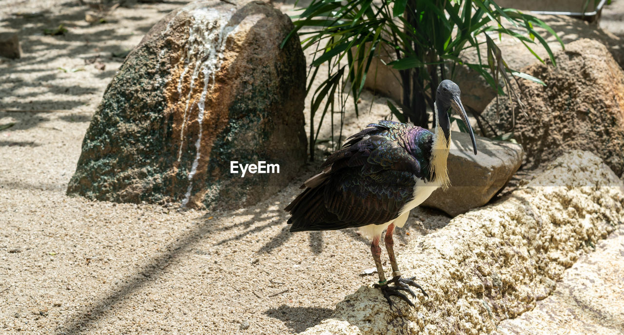 BIRD PERCHING ON A ROCK