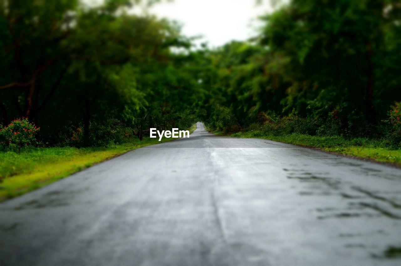 Surface level of empty road along trees