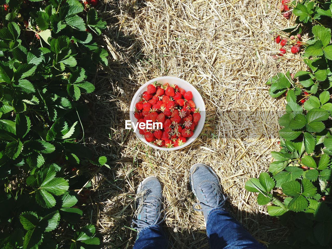 Low section of man and strawberries bowl on field