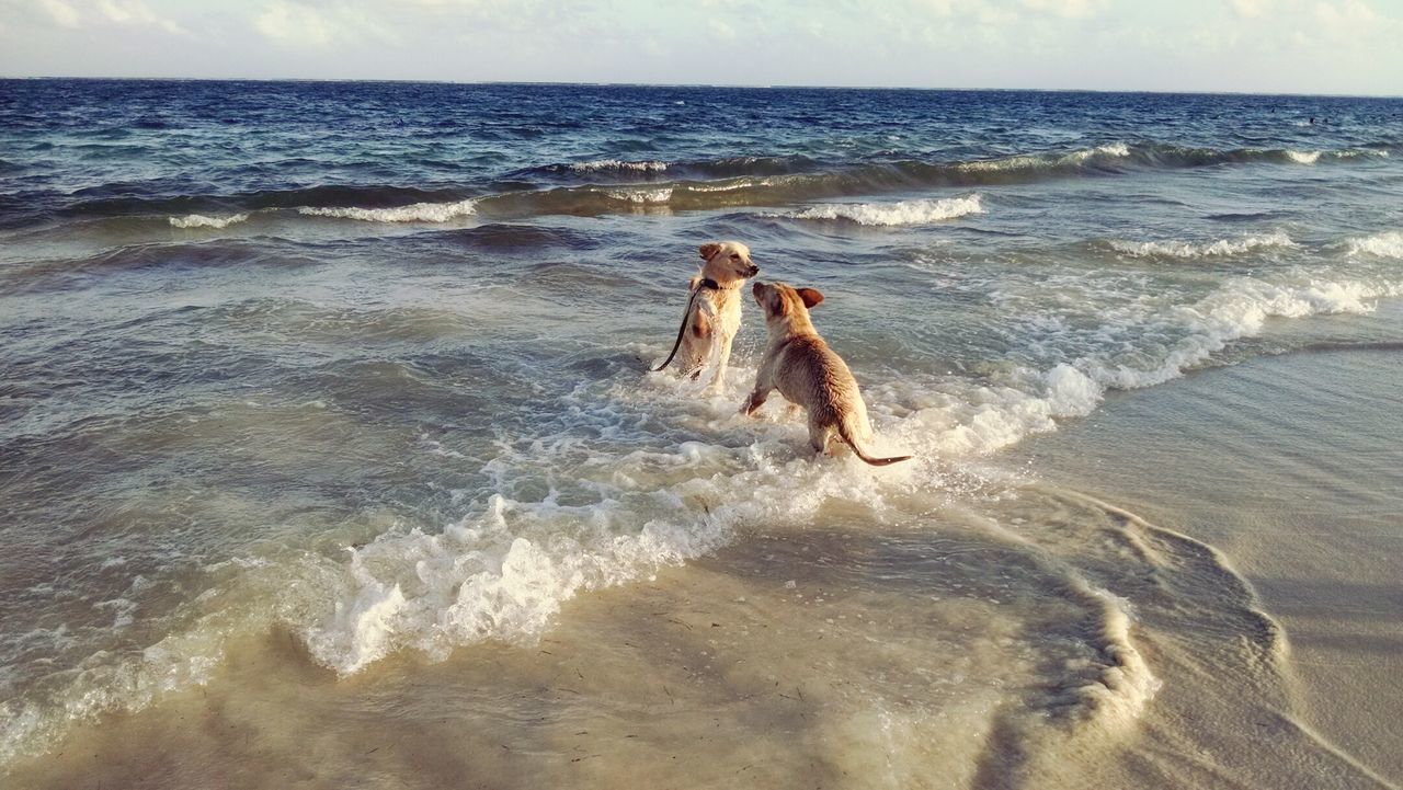 Playful dogs on beach against sky