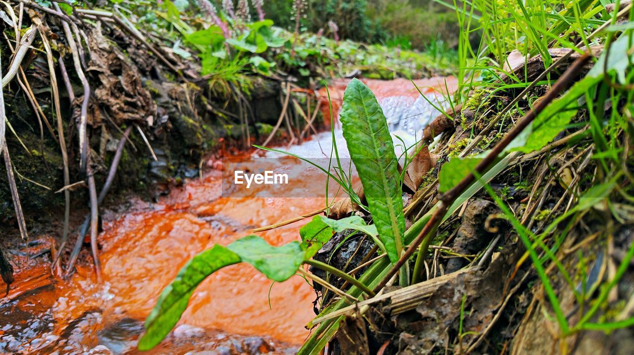 Close-up of water flowing through plants