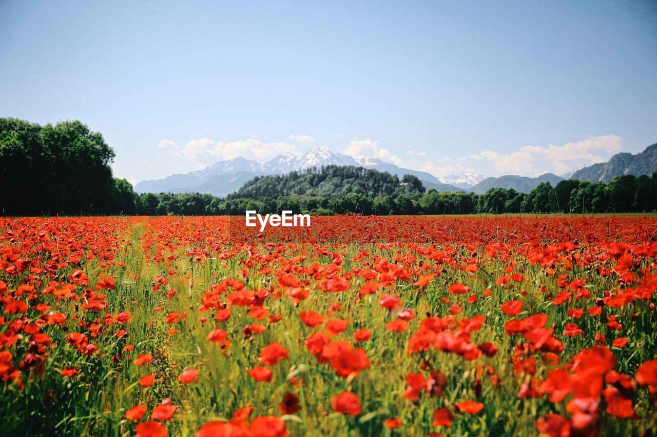Red flowers blooming on field