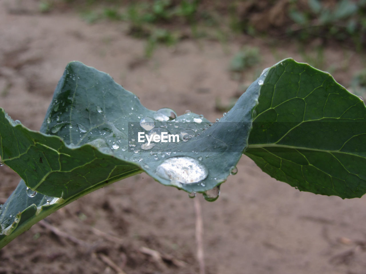 CLOSE-UP OF RAINDROPS ON LEAF