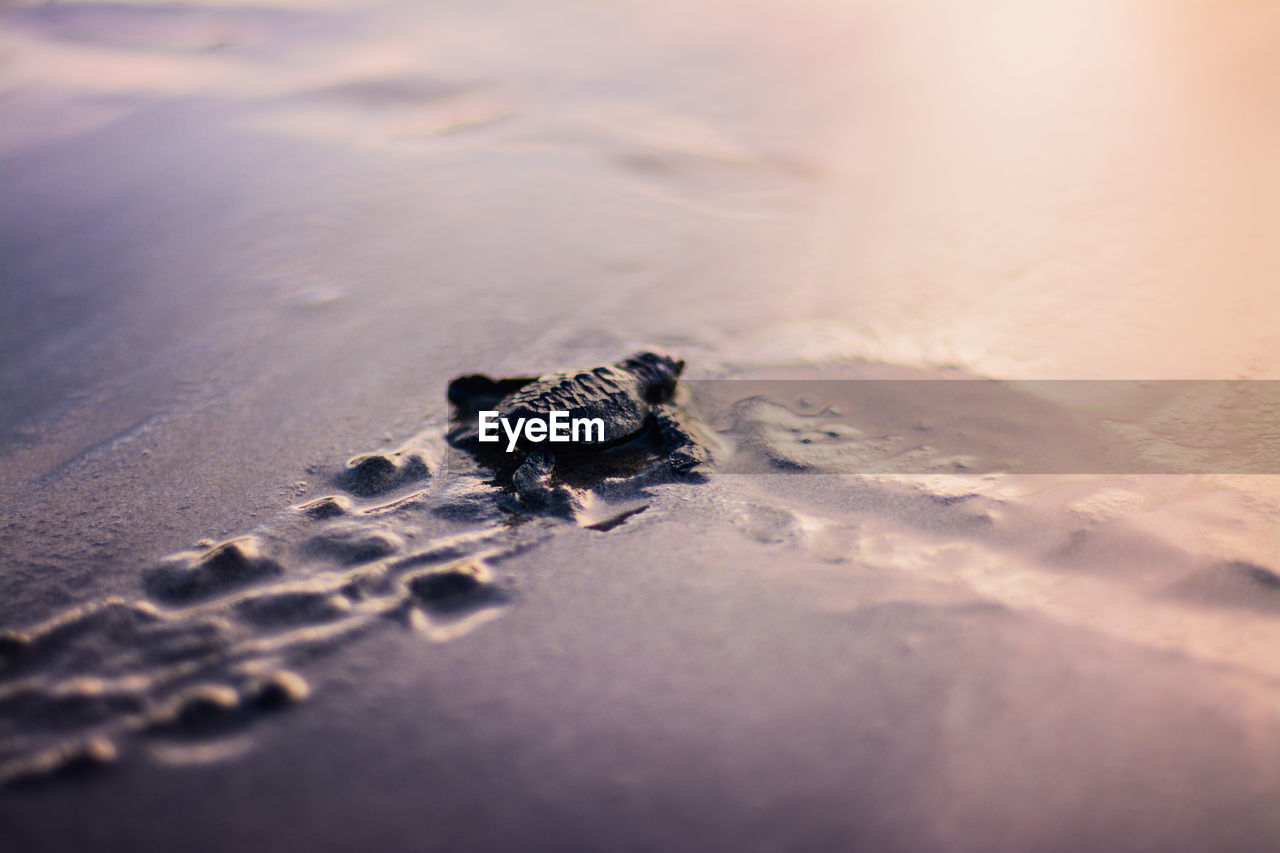 High angle view of turtle on beach during sunset