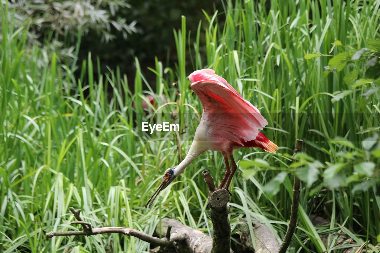 Close-up of a bird perching on a field