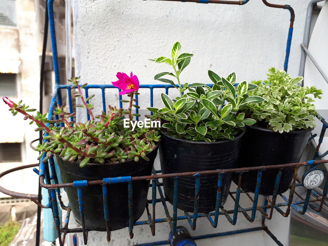 POTTED PLANTS AGAINST GREENHOUSE