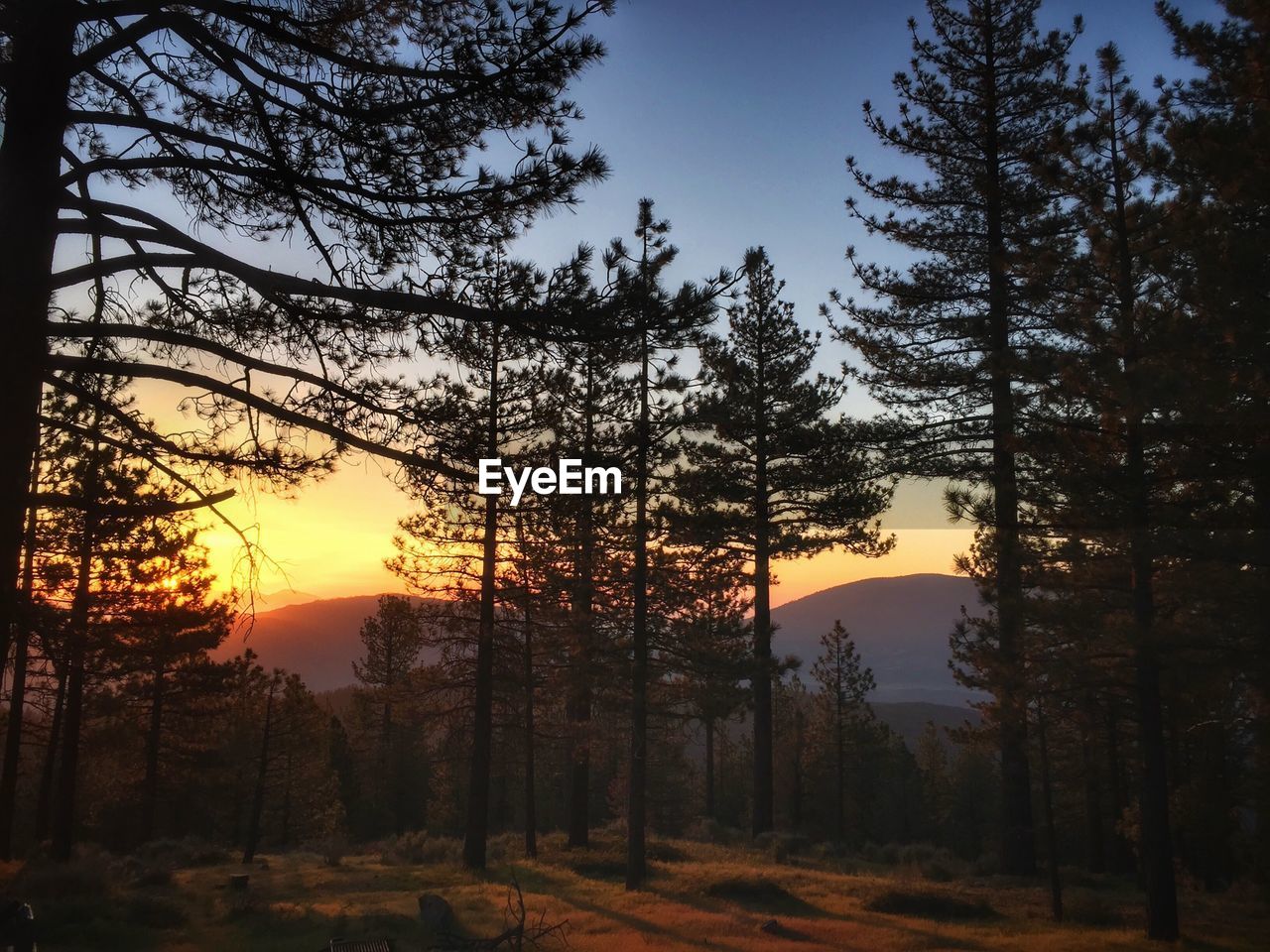 TREES IN FOREST DURING SUNSET