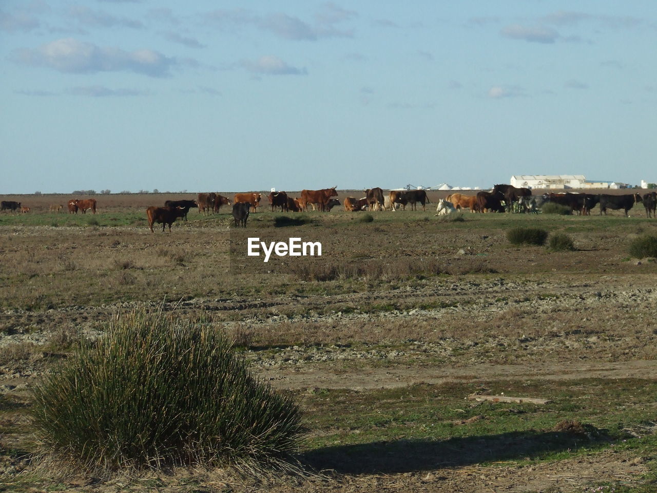 Horses on field against sky