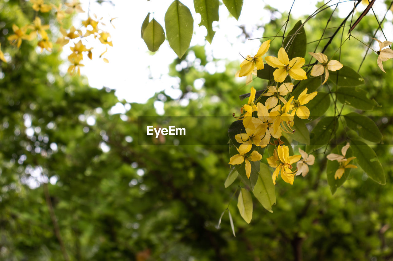 Close-up of yellow flowering plant