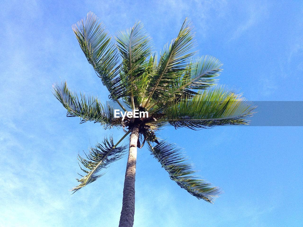 Low angle view of palm trees against blue sky