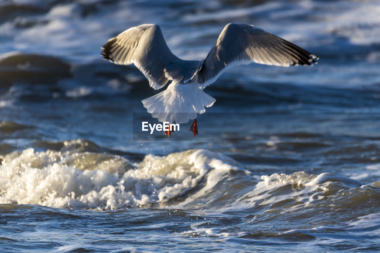 Seagull flying over sea