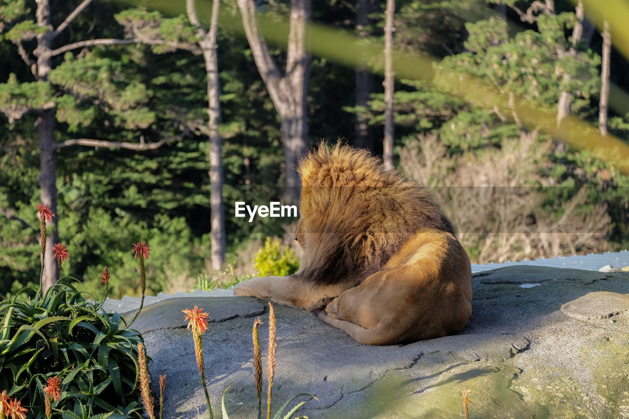 Lion relaxing on rock against trees