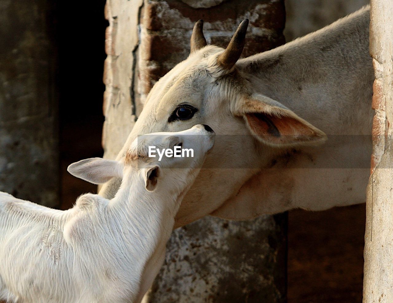 Close-up of mother cow with calf