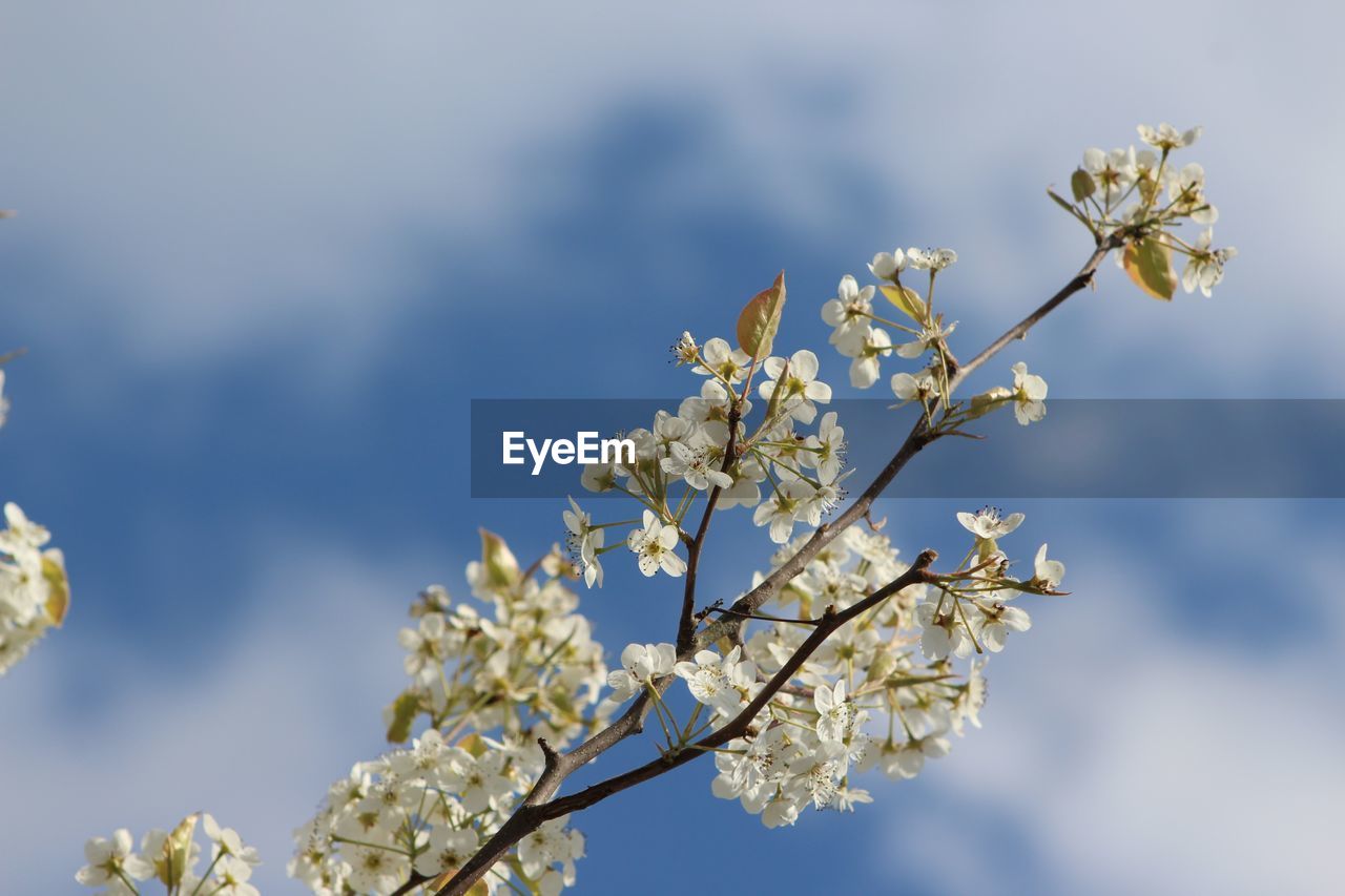 CLOSE-UP OF CHERRY BLOSSOM AGAINST SKY