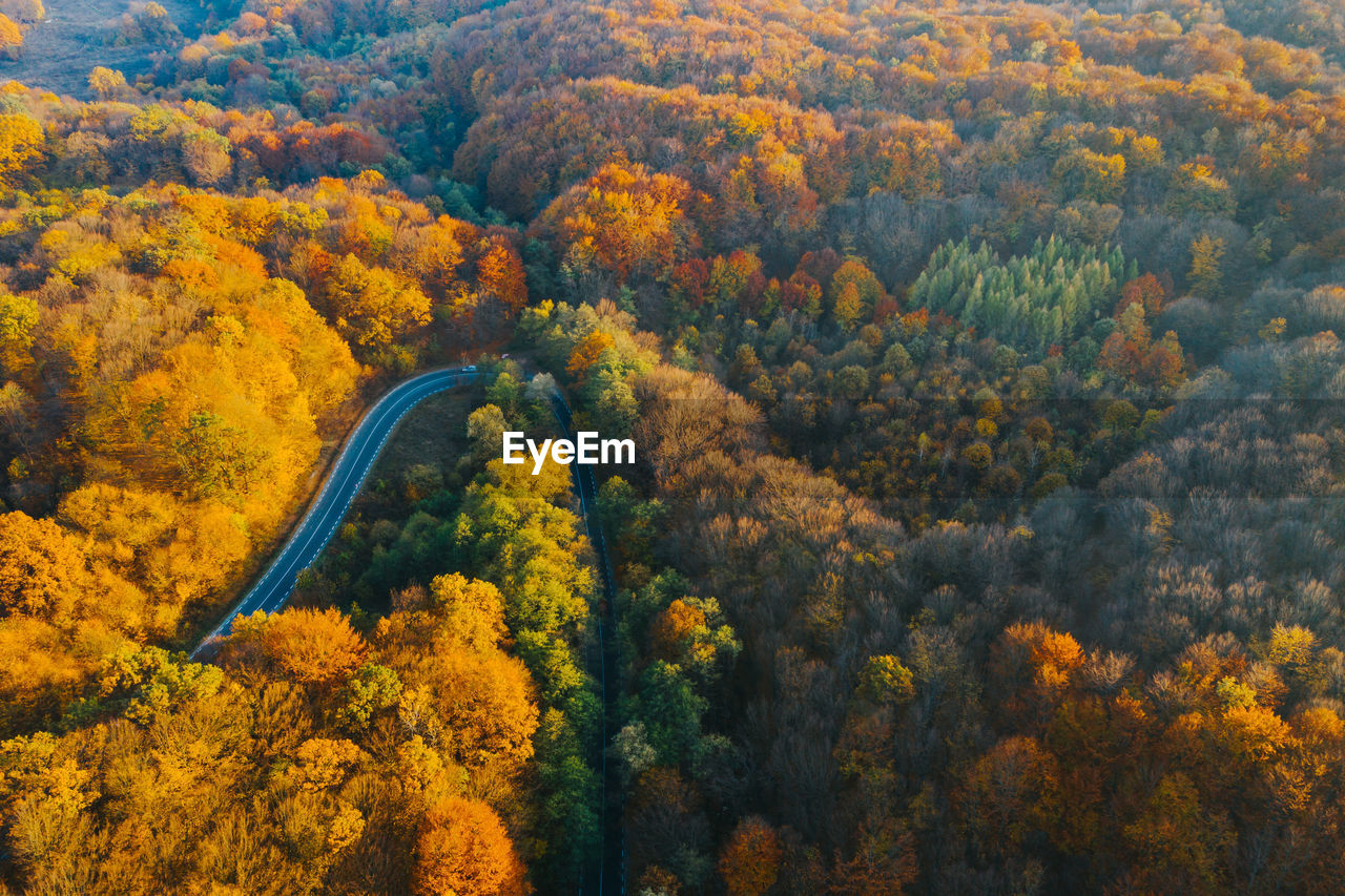 HIGH ANGLE VIEW OF YELLOW TREES IN FOREST