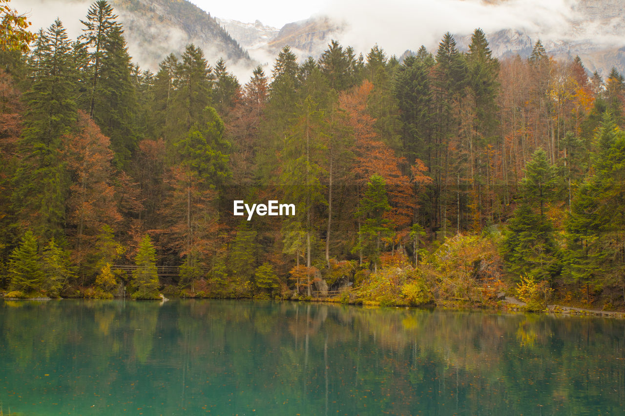 Scenic view of blausse lake in forest during autumn