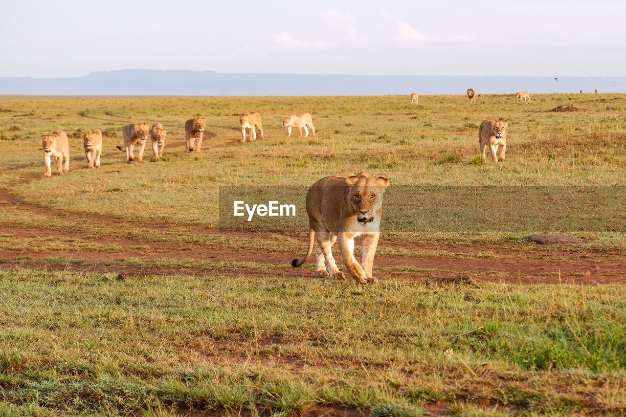 A pride of lions walk across the savanna in the maasai mara, kenya