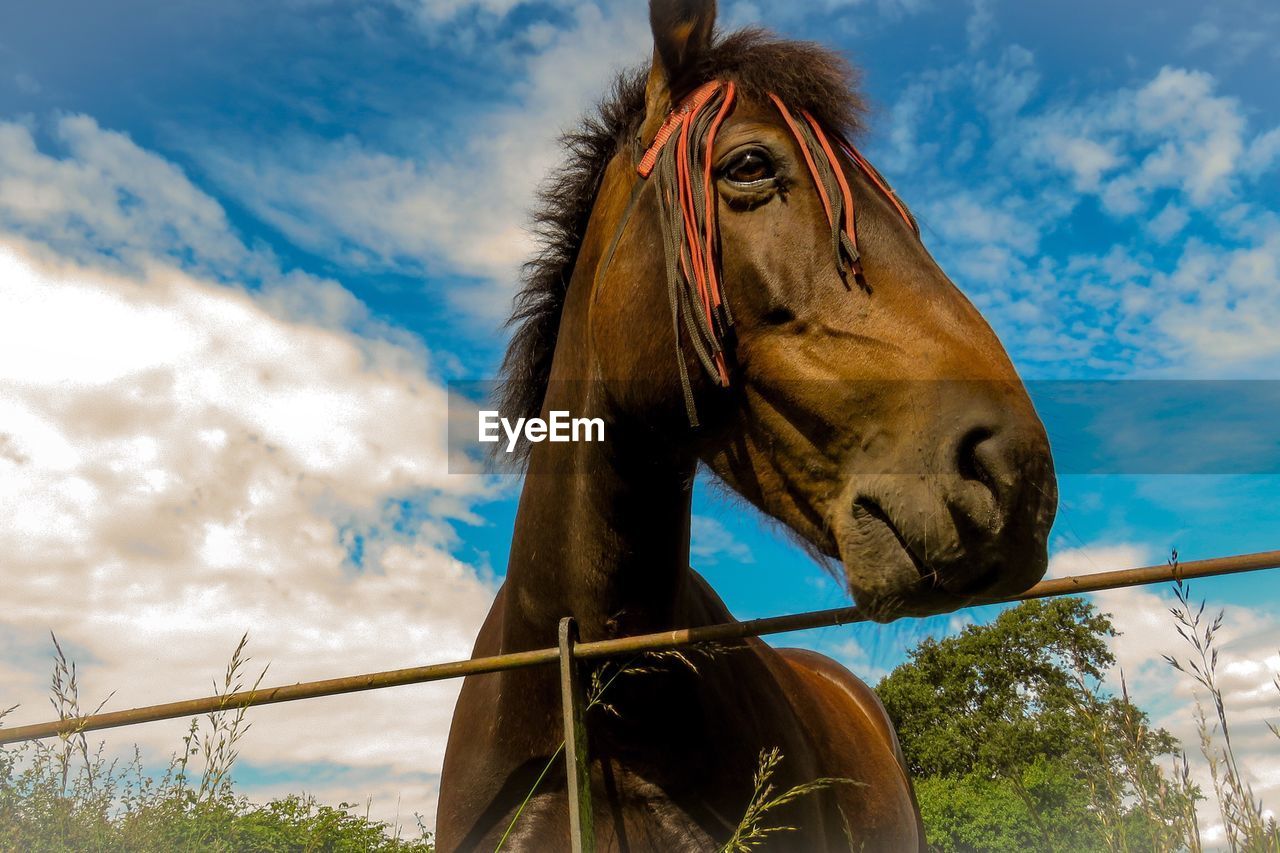 Low angle view of horse against sky