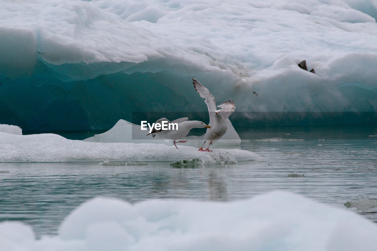 SWAN SWIMMING ON LAKE