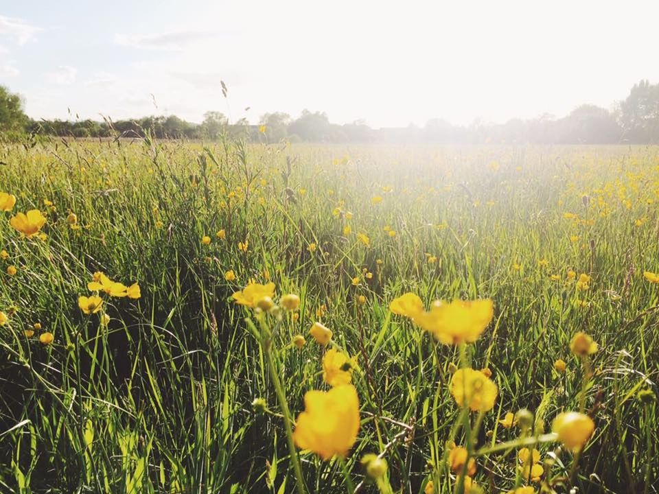 YELLOW FLOWERS GROWING IN FIELD