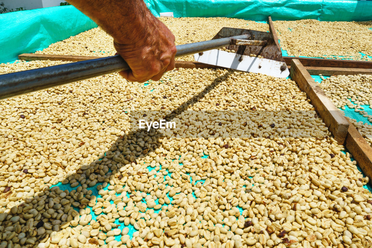 Anonymous crop worker with metal hoe flattening fresh coffee grains on large green surface for drying