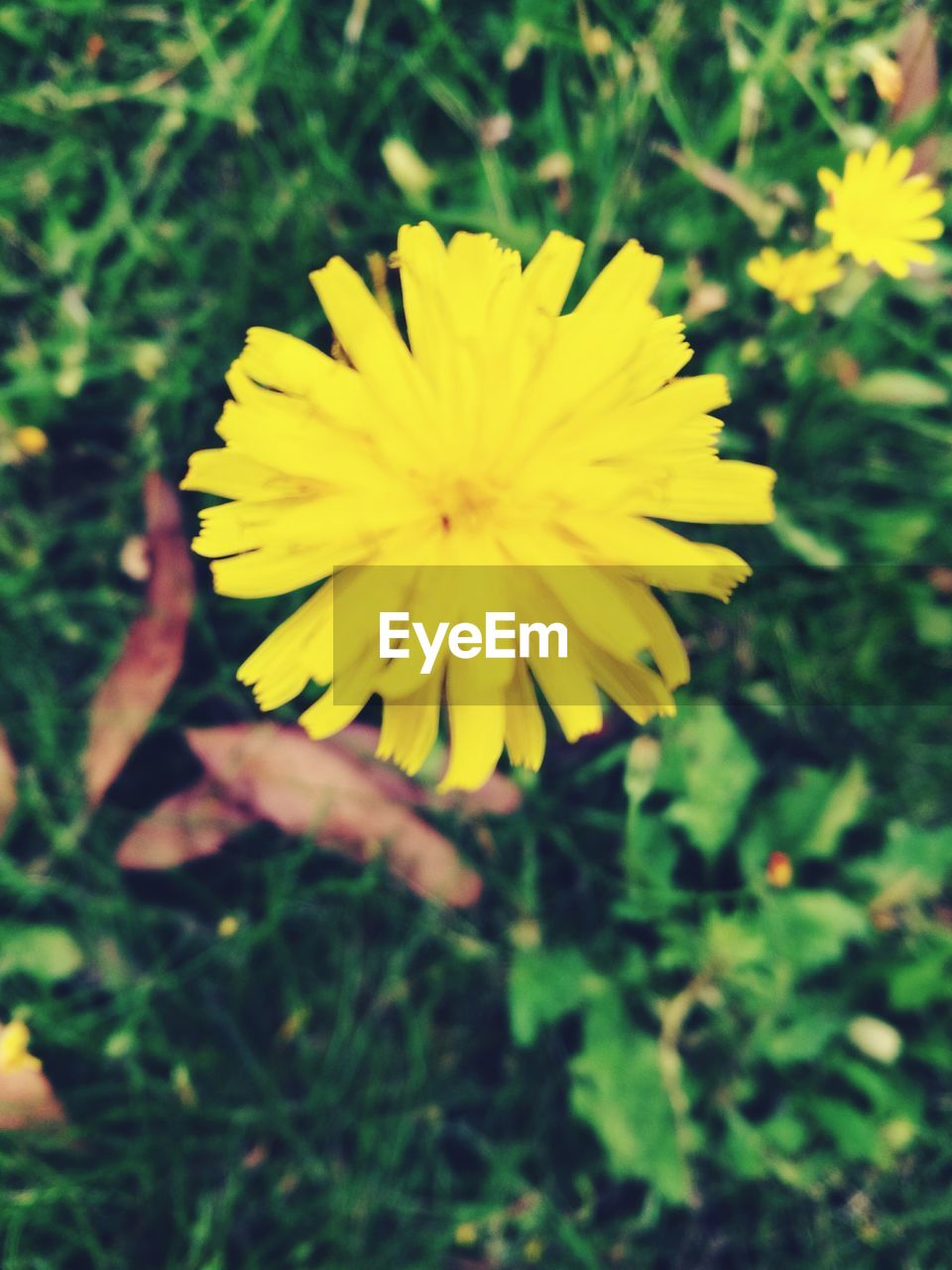 CLOSE-UP OF YELLOW DANDELION FLOWER