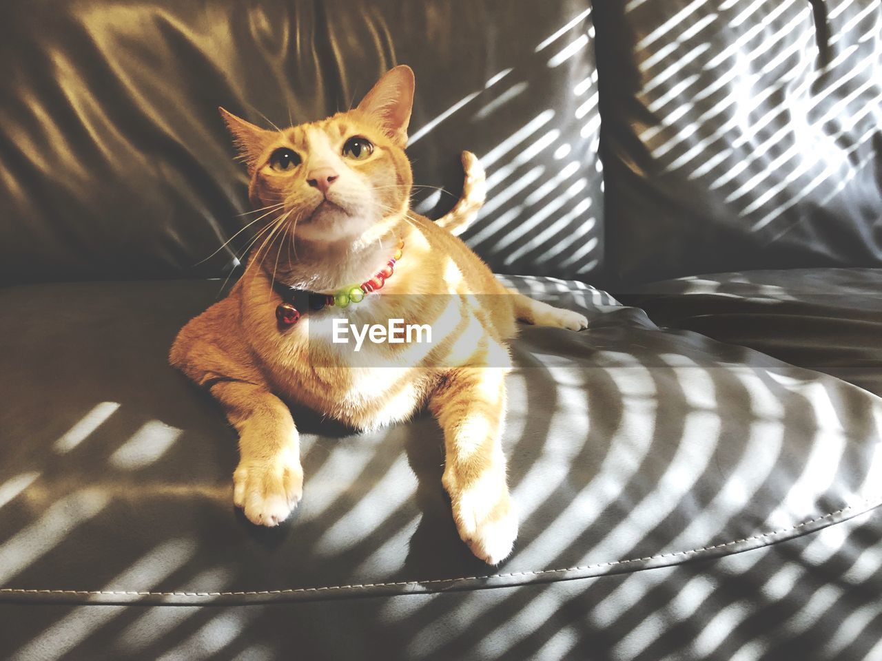 PORTRAIT OF A CAT LYING ON BED