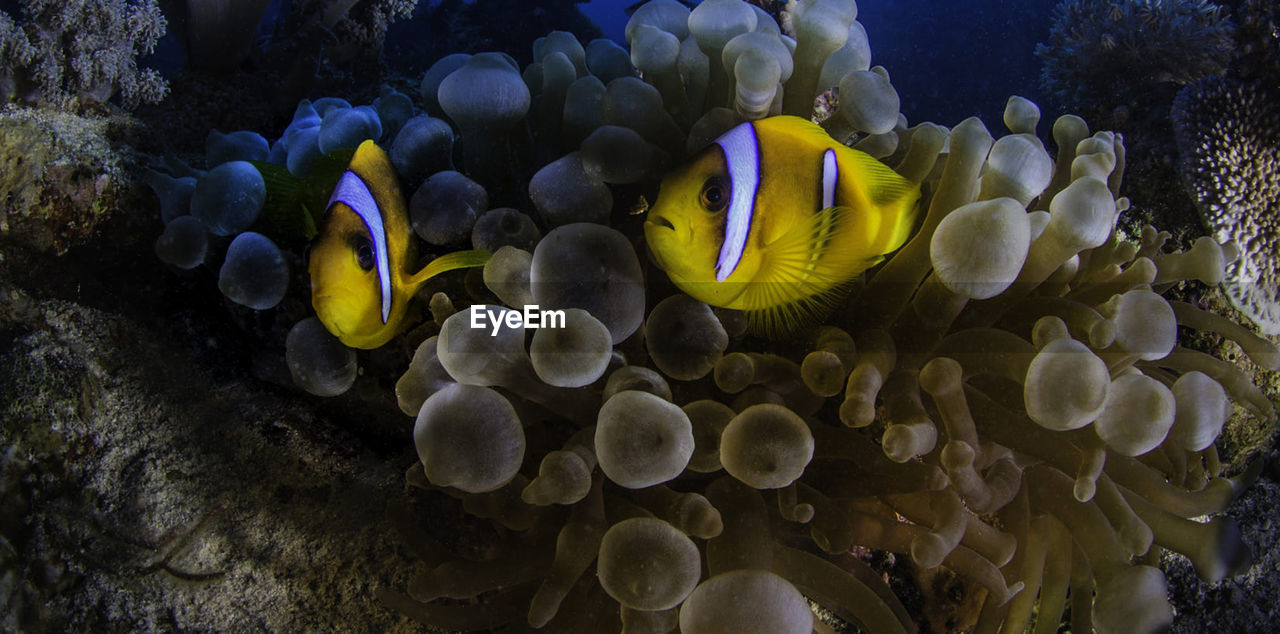 View of fish swimming in sea