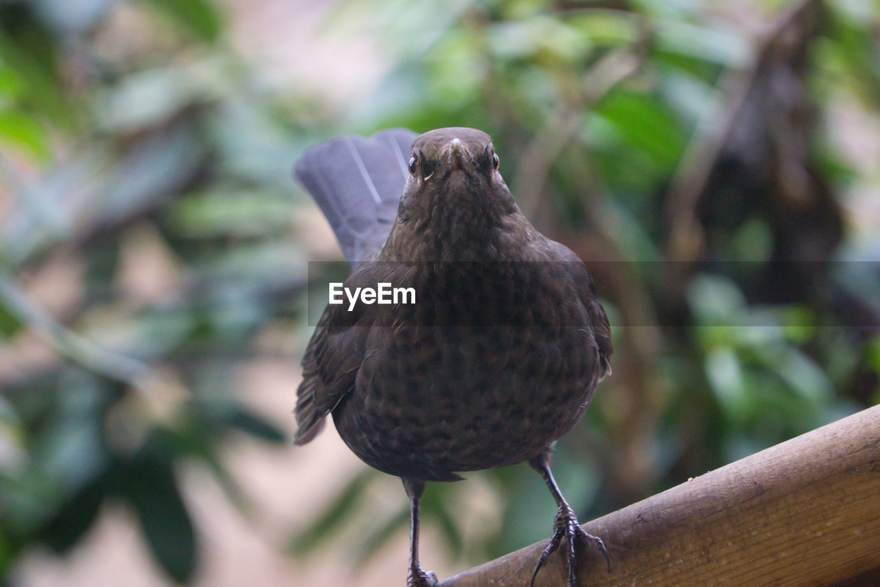 CLOSE-UP OF BIRD PERCHING ON A BRANCH