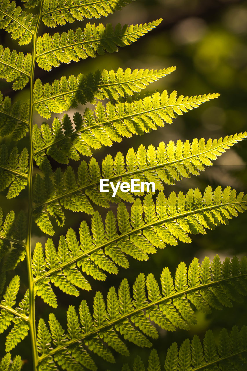 FULL FRAME SHOT OF LEAVES ON TREE