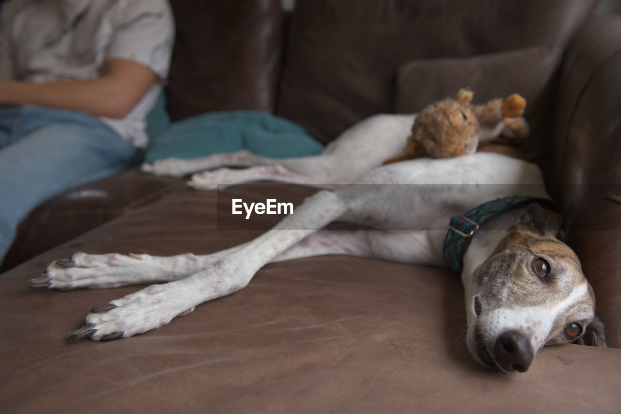 Greyhound dog lies on the couch or sofa next to her male owner. a relaxing and warm domestic scene