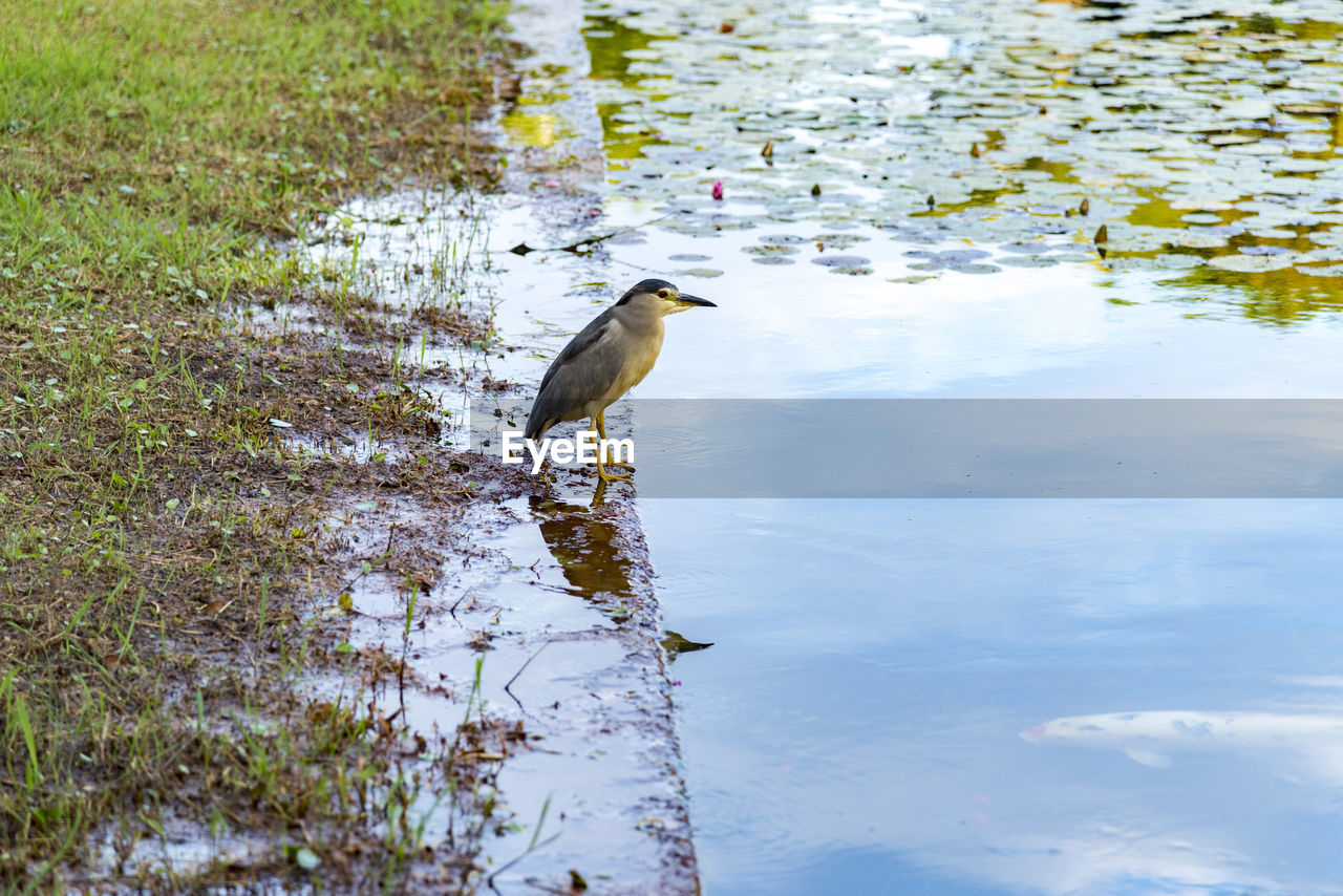 VIEW OF BIRD PERCHING ON LAKE