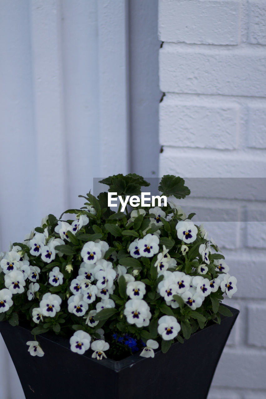 CLOSE-UP OF POTTED PLANTS