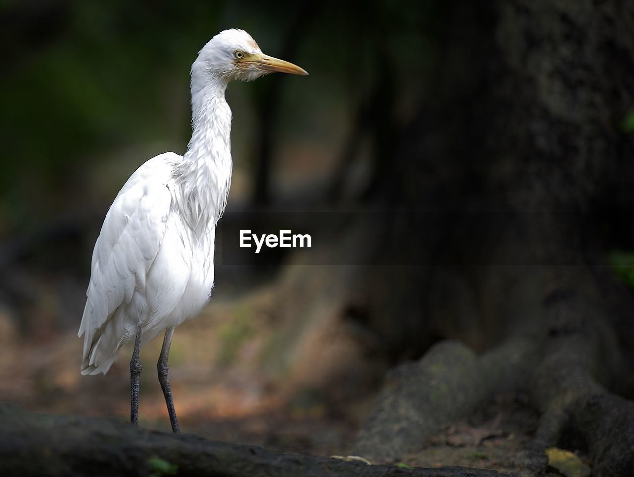 View of blue heron