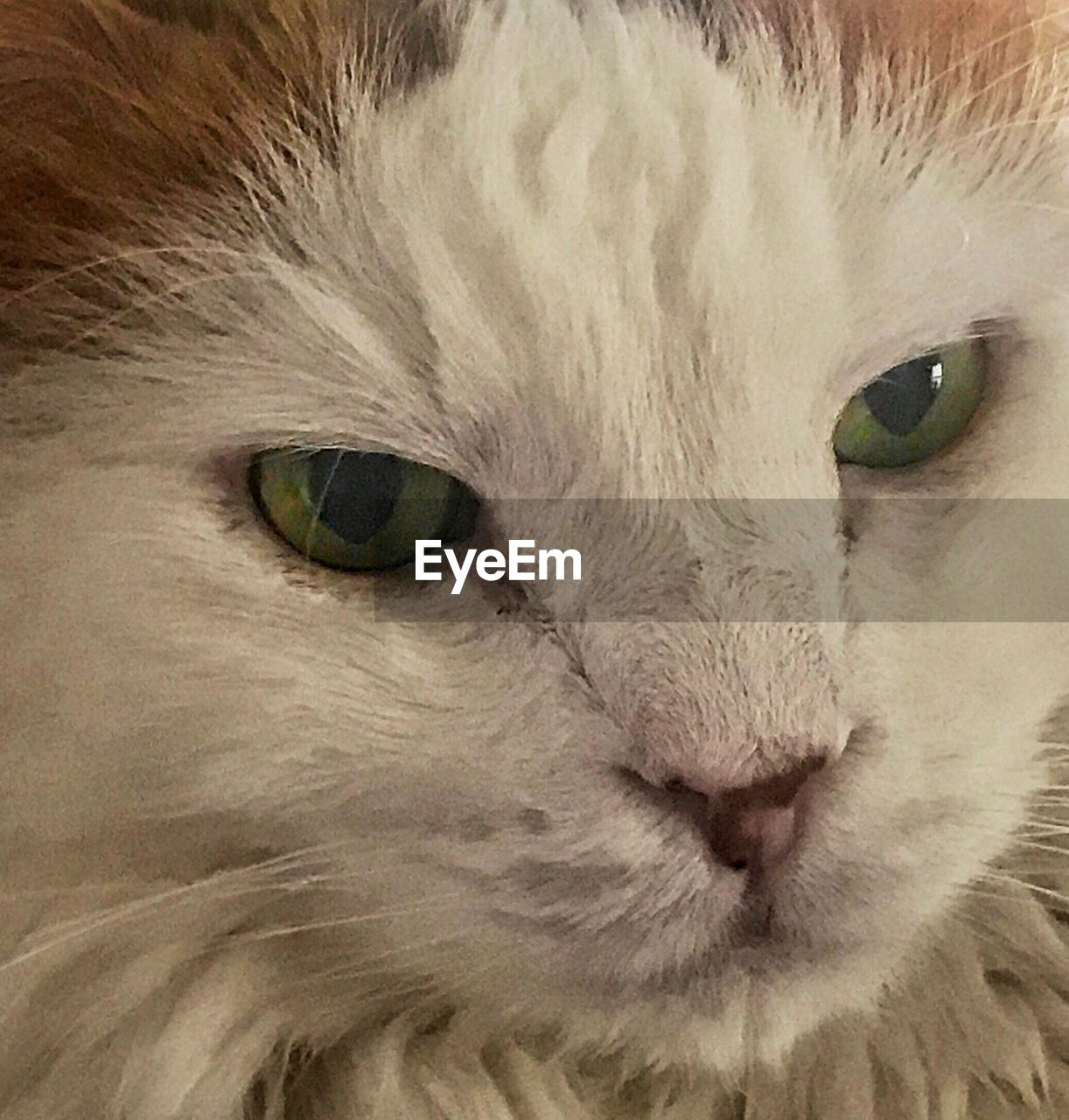 CLOSE-UP PORTRAIT OF CAT IN MOUTH