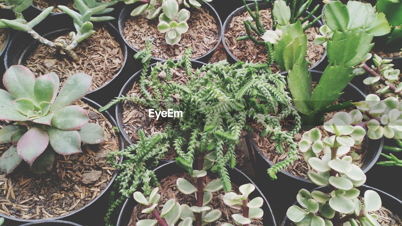 High angle view of succulent plant