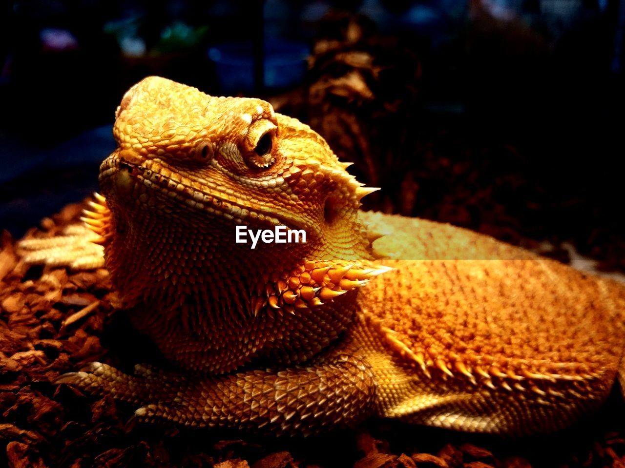 CLOSE-UP OF A LIZARD