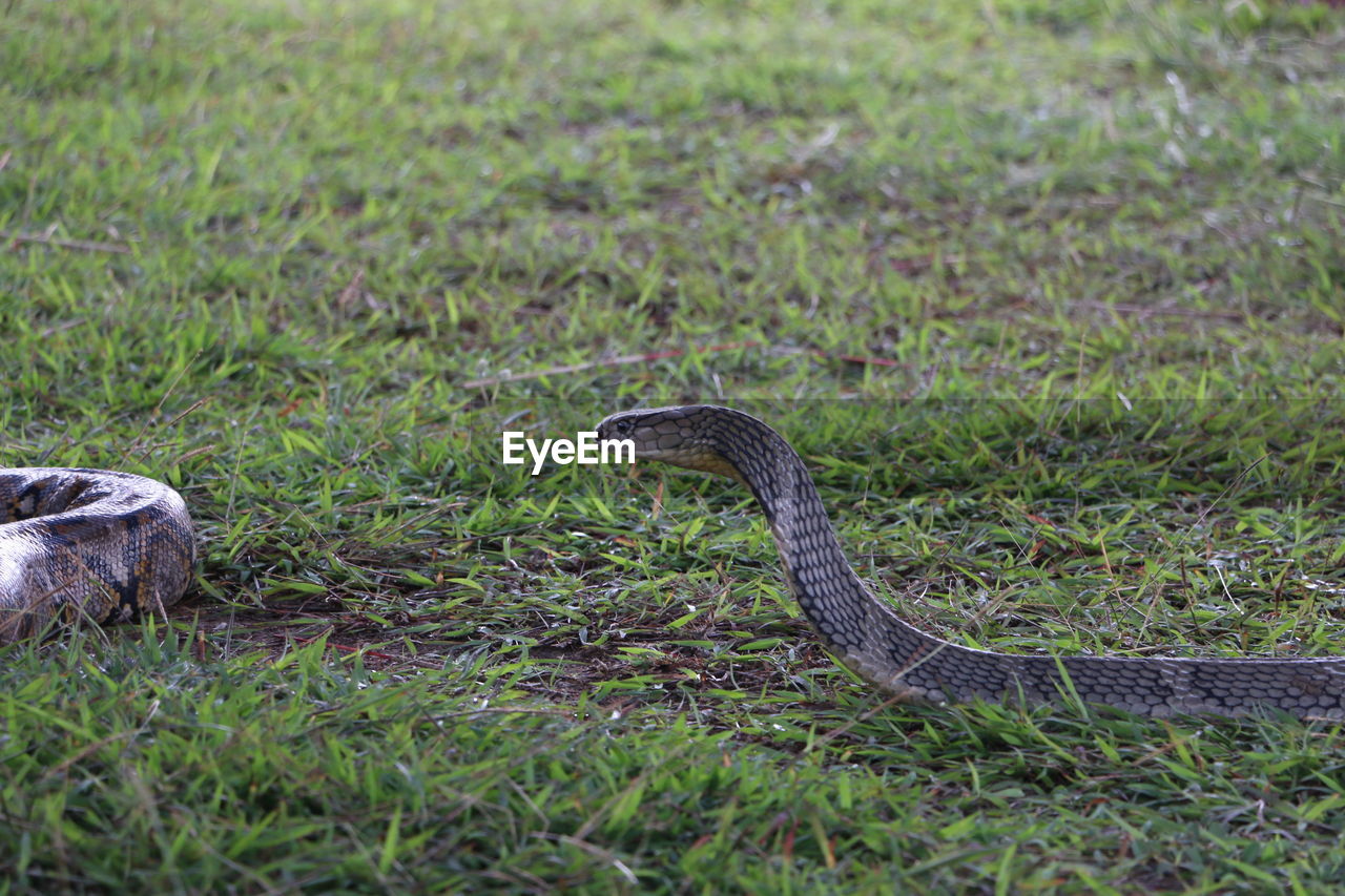 Snake on grass