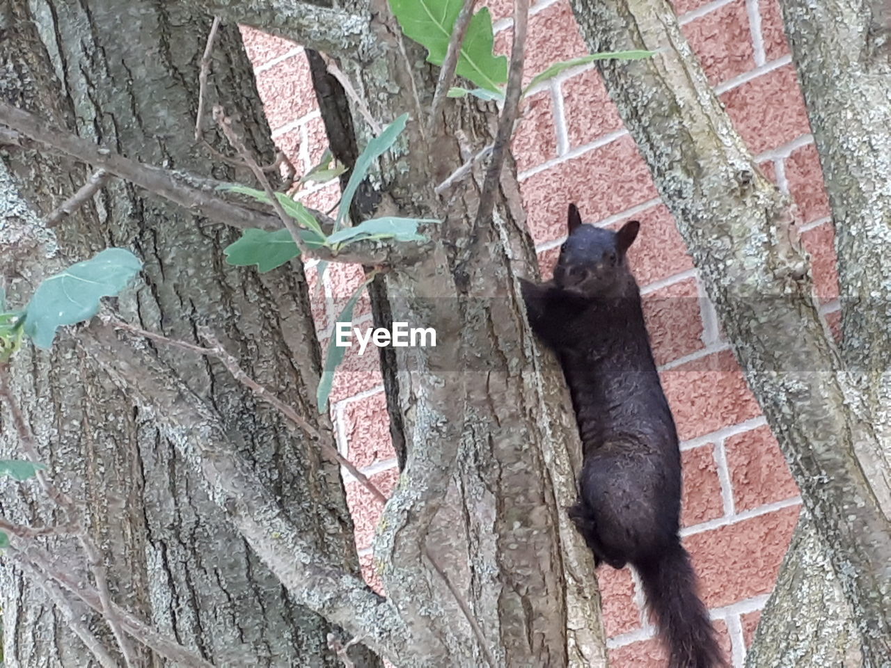 VIEW OF A CAT ON TREE