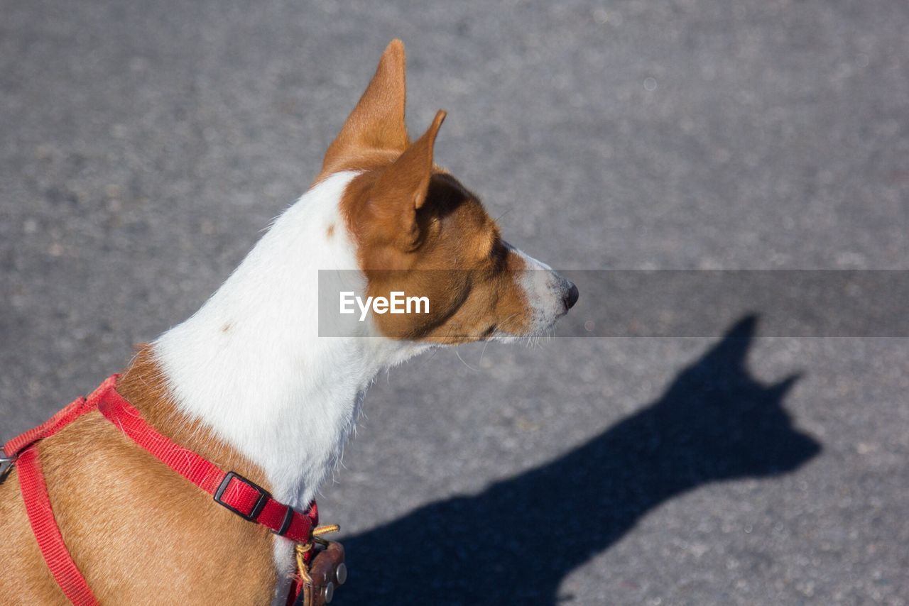 High angle view of dog